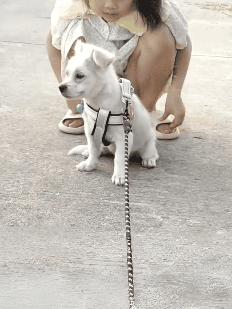 Adorable puppy with harness sitting on pavement, surrounded by a child's hands, in an outdoor setting.