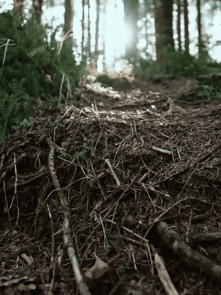Natural forest trail with dirt and roots.