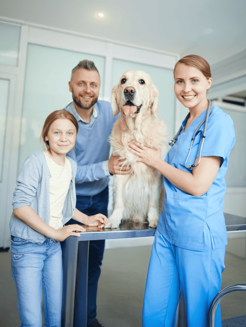 Vets examining a happy golden retriever at veterinarian clinic.