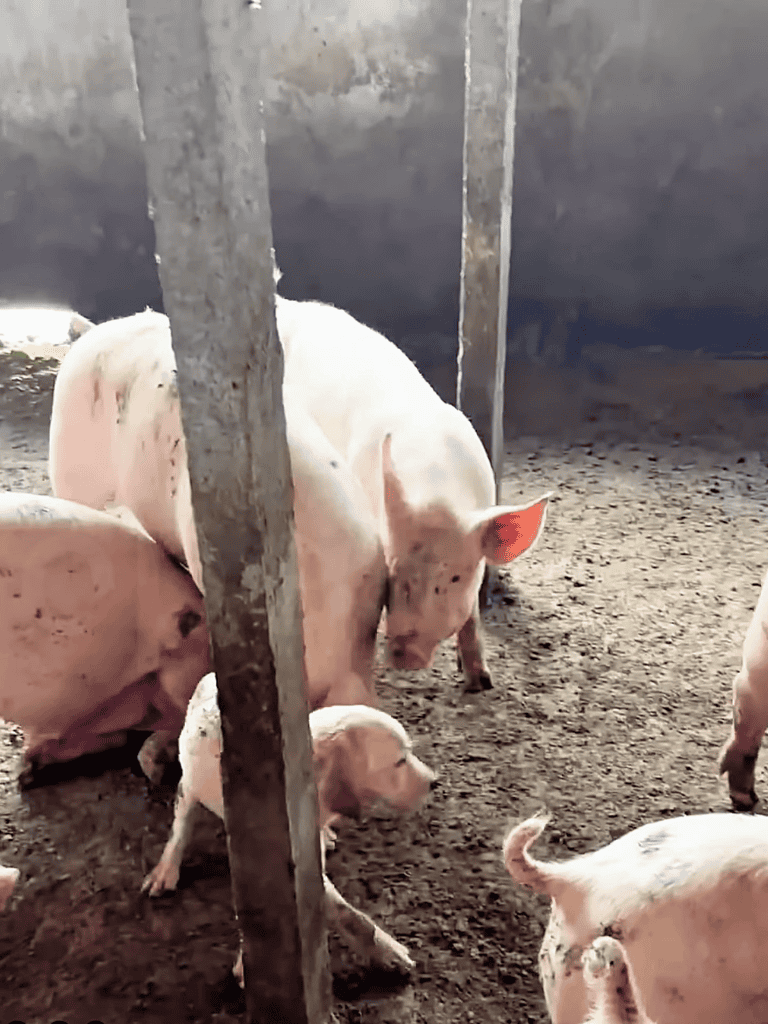 Healthy pigs in a well-maintained farm environment.