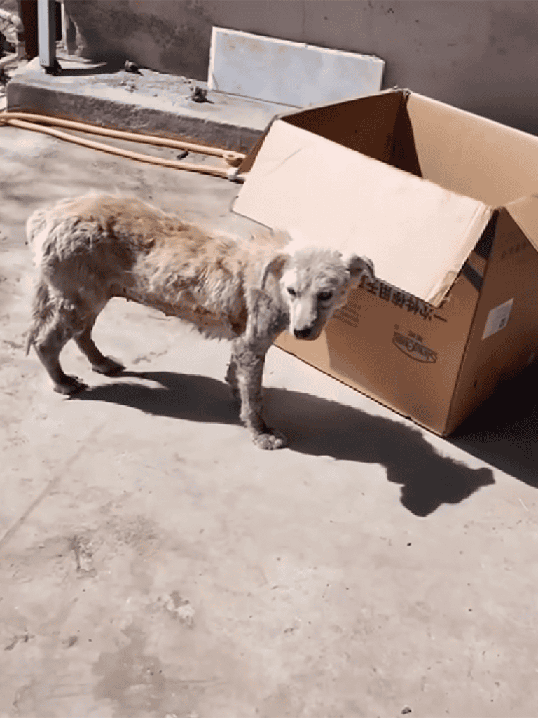 Adorable stray dog resting next to an open cardboard box outdoors.
