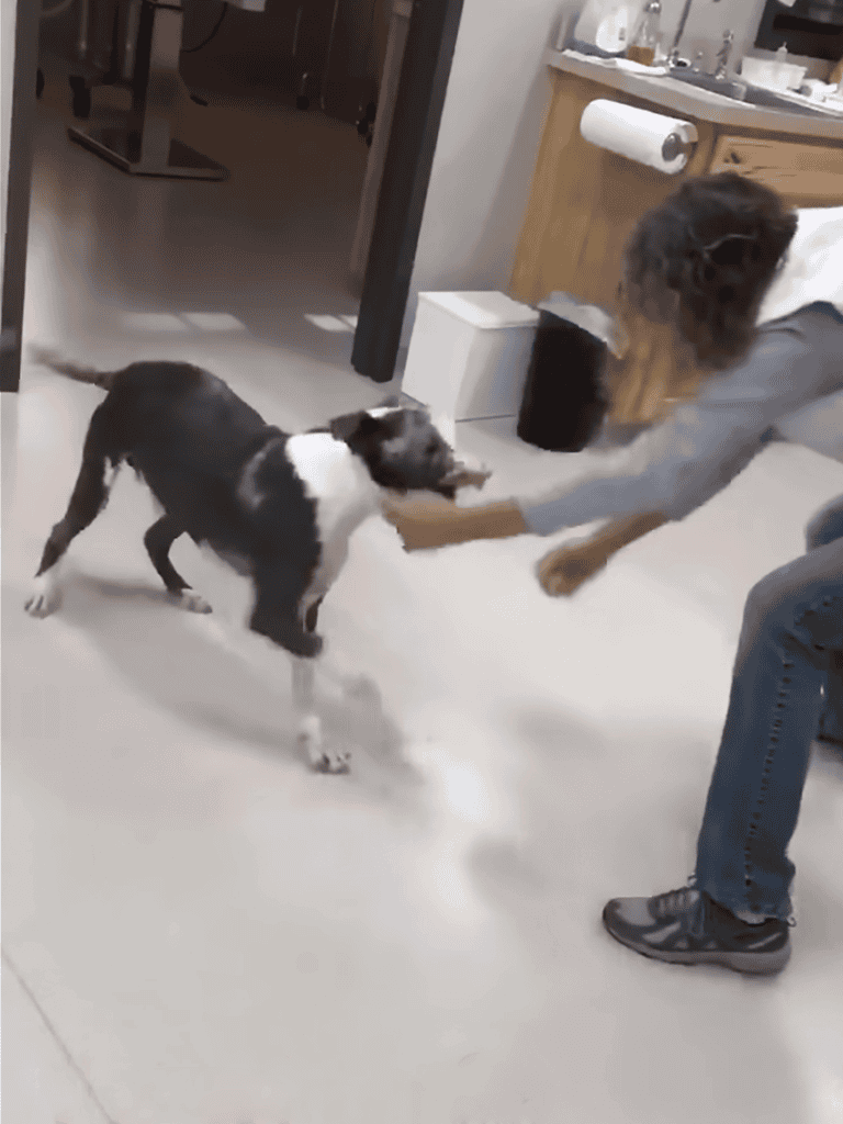 Playful dog and owner bonding at dog care facility.