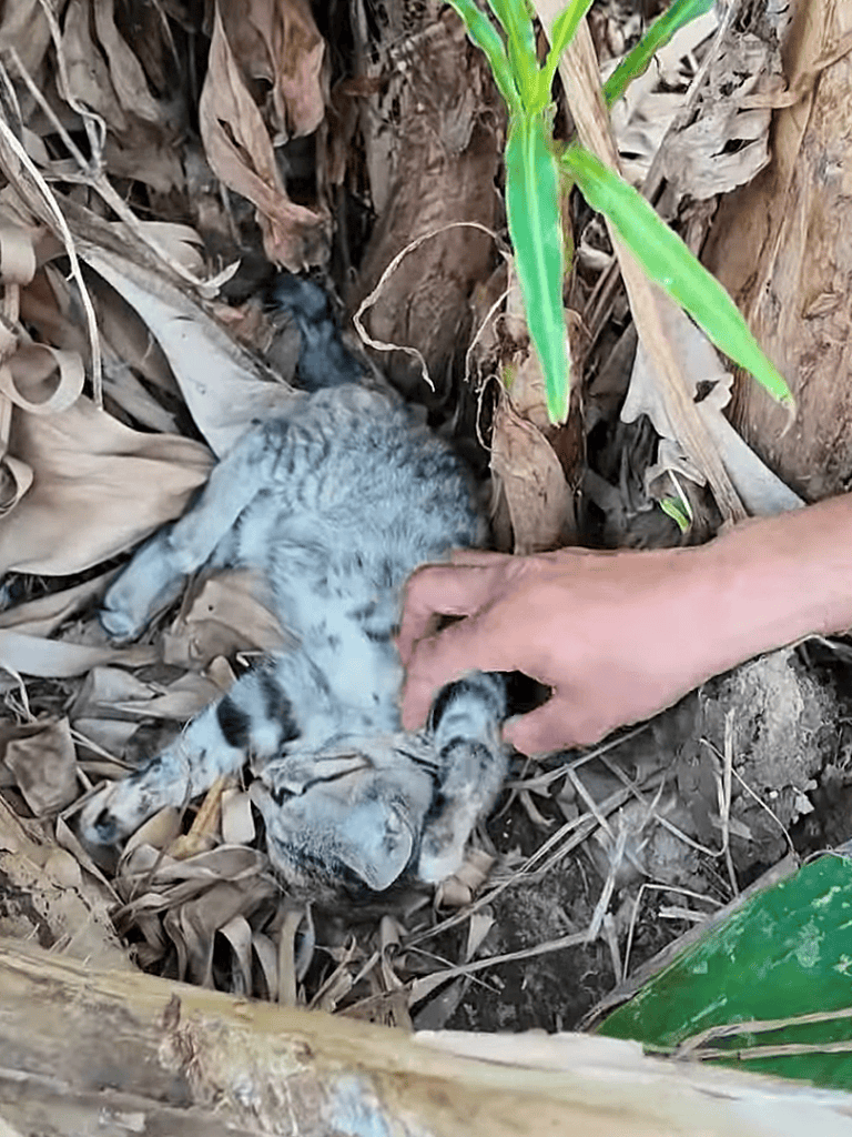 Small tiger cub lying on dry leaves with a person's hand gently petting it.