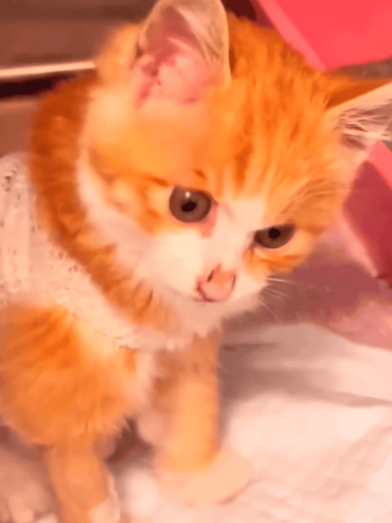 Adorable orange kitten with blue eyes, perfect for pet adoption and loving homes.