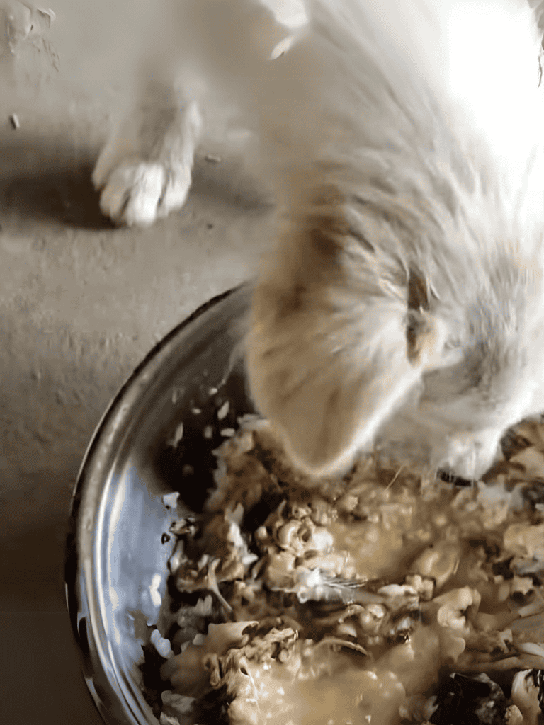 Dog licking food in a bowl for proper eating experience.