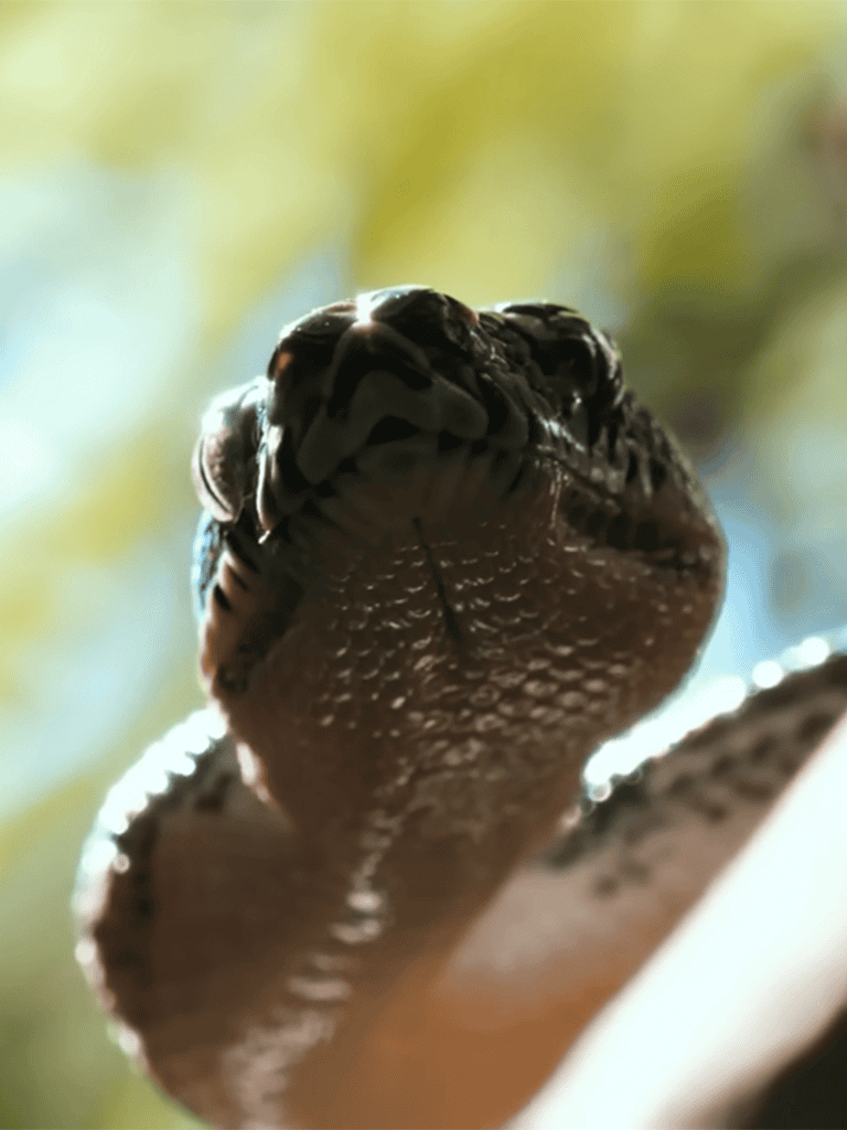 Close-up of a king cobra snake, showcasing its hood and menacing expression.