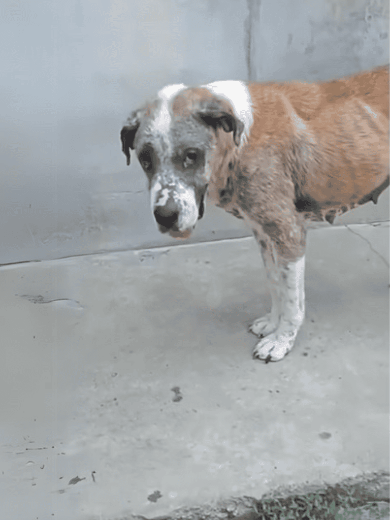 Sad dog in shelter looking for a home, rescue and adoption photos.