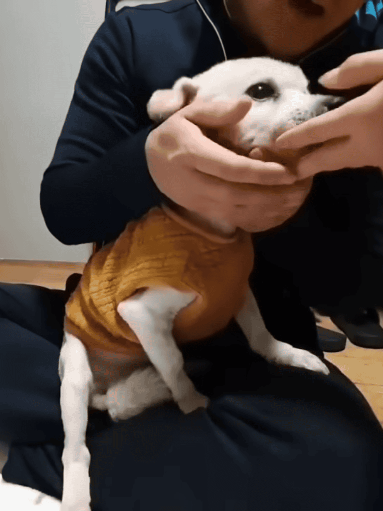 Adorable puppy wearing knit sweater, being gently groomed by person.