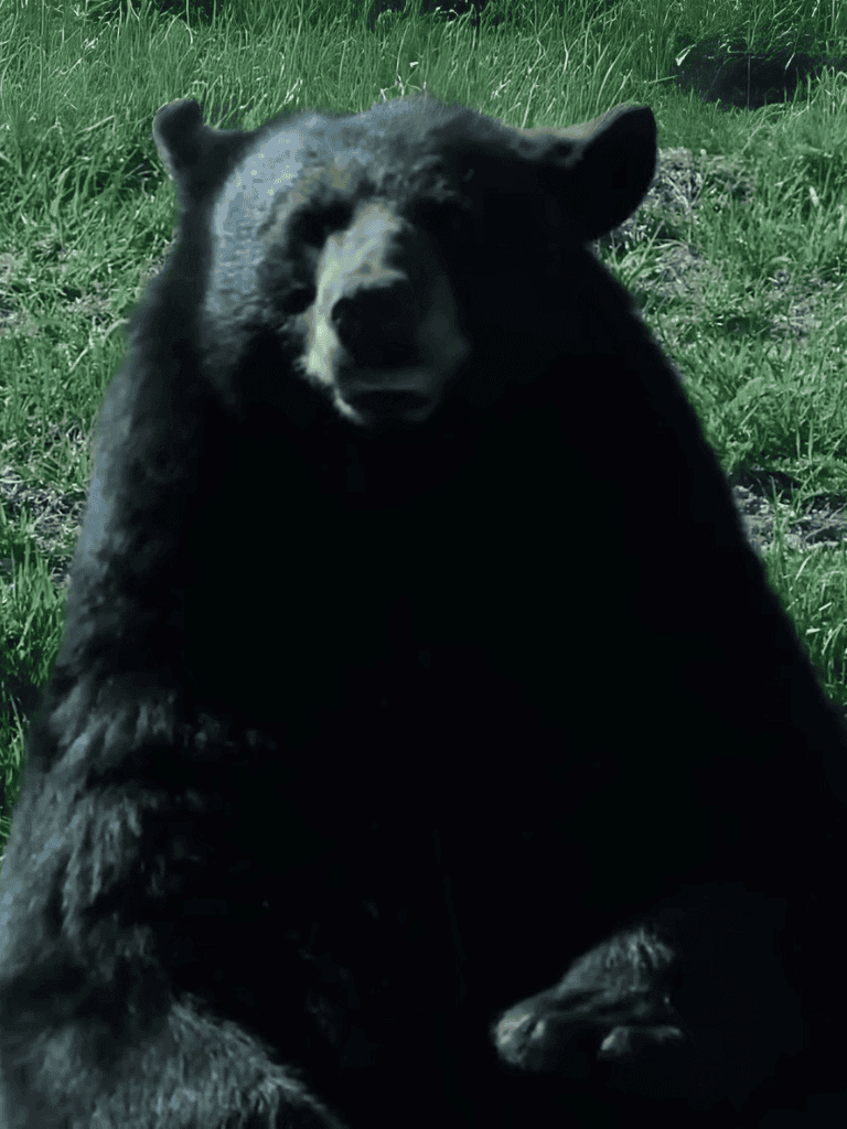 Brown bear hugging dog in grassy outdoor setting.