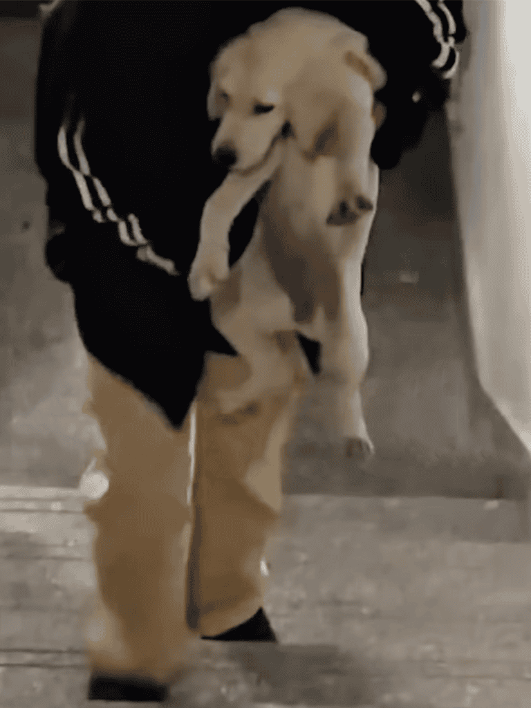 Adorable Golden Retriever puppy carrying a sock, showing playful and friendly behavior. Perfect for dog-loving audiences.