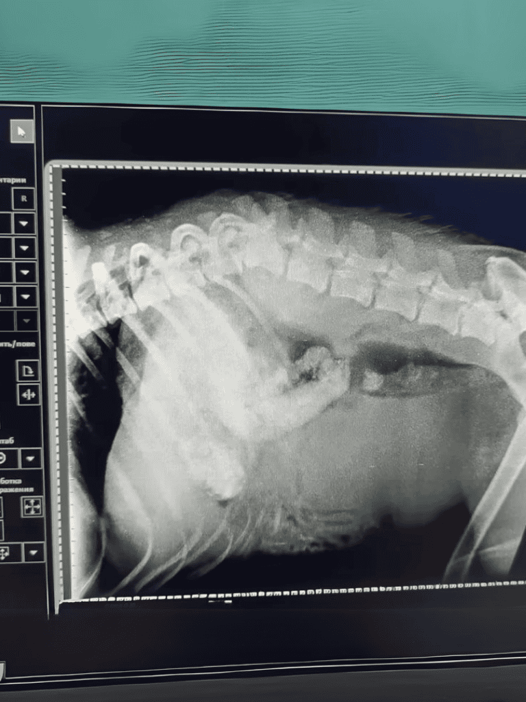Veterinary dog X-ray imaging for health diagnostics.