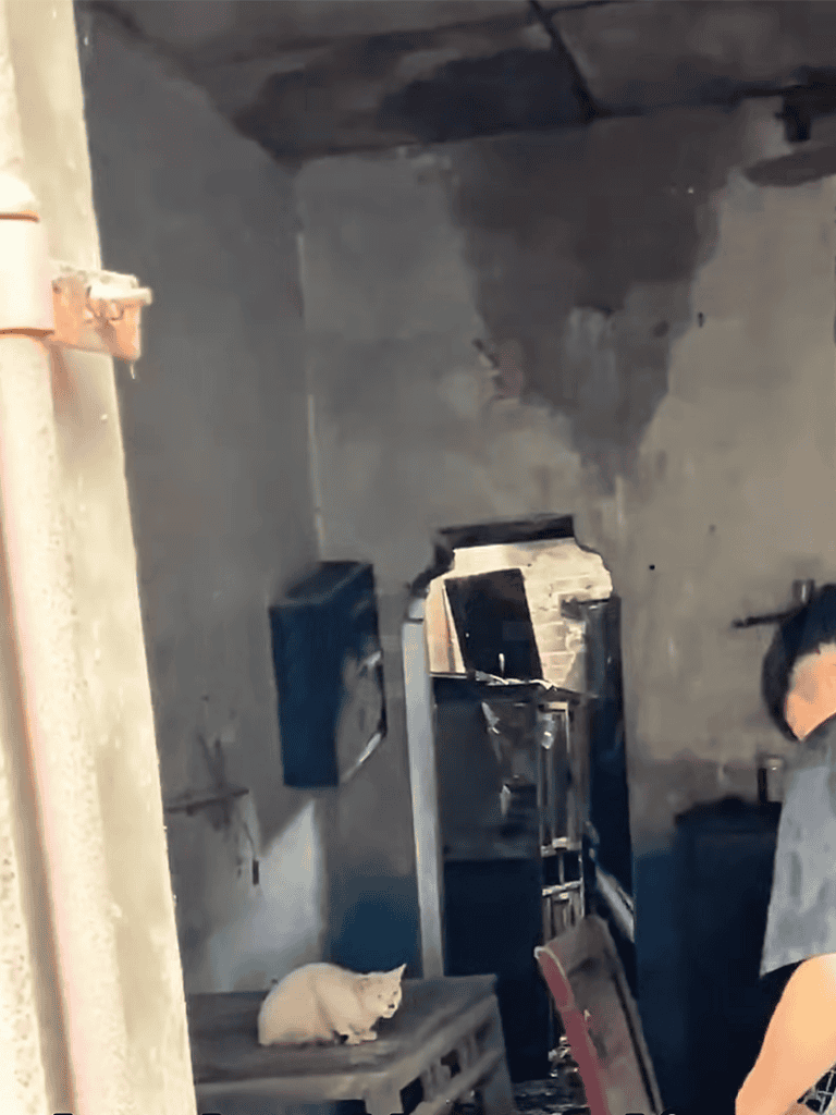 Cat sitting on a bench in a damaged room.