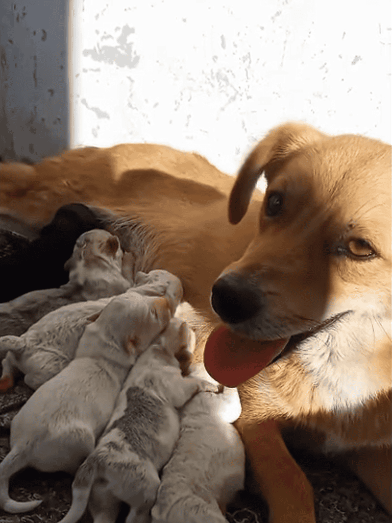 Nurturing mother dog with her adorable newborn puppies, providing warmth and love.