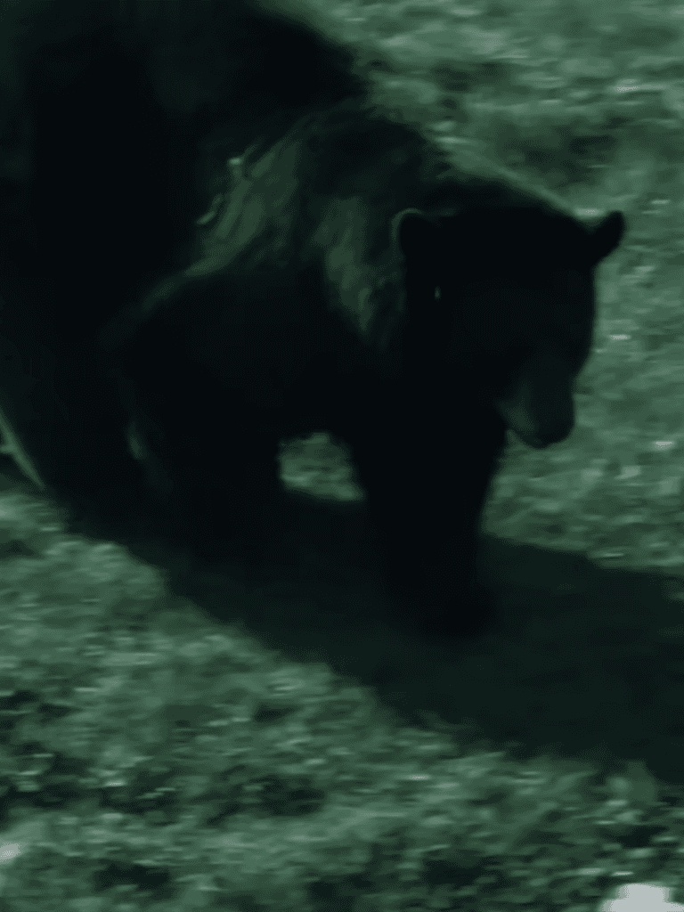 Dark image of a dog in a natural setting, focus on could be a black or dark-colored breed.