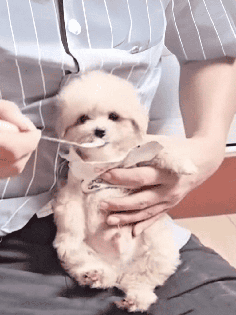Cute fluffy puppy receiving veterinary care.