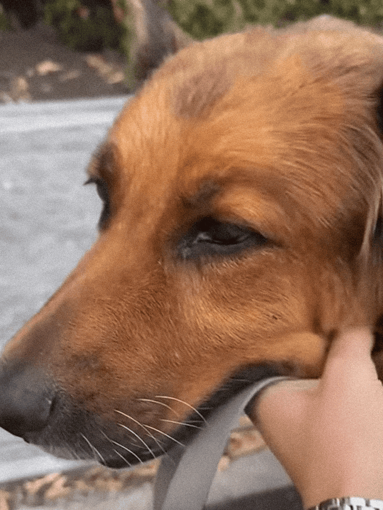 Dog with a human hand gently touching its nose, outdoor setting.