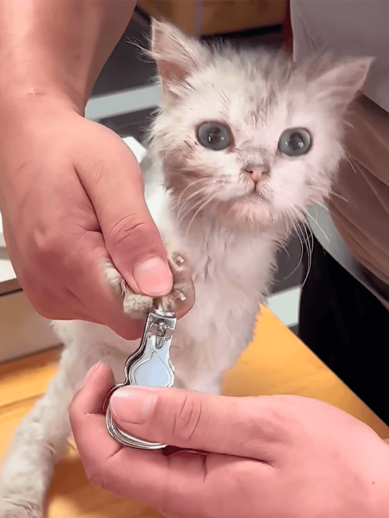 Cat grooming with nail clipper to promote paw health.