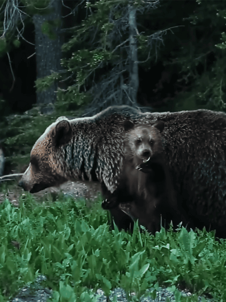 Dogfix.com wildlife bear and cub in forest scene.