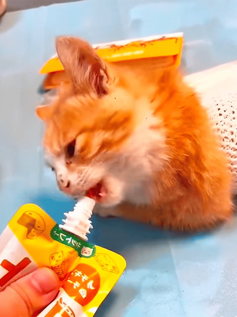 Cute kitten drinking medicine.