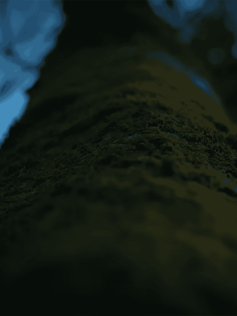 Lush green moss-covered forest floor with tall trees and bright morning sunlight.