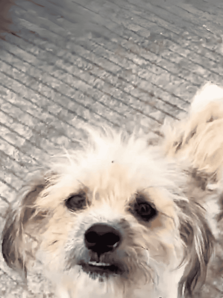 Adorable fluffy dog with a sweet face, lying on a textured surface, showcasing playful and loving pet behavior.