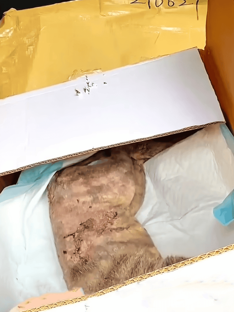 Adoptable dog lying comfortably in a rescue shelter or transportation box.