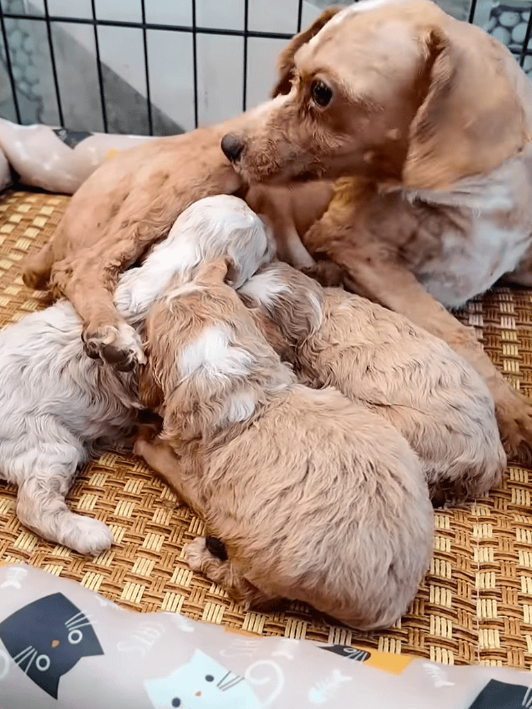 Puppies nursing from a caring Labrador retriever mother.