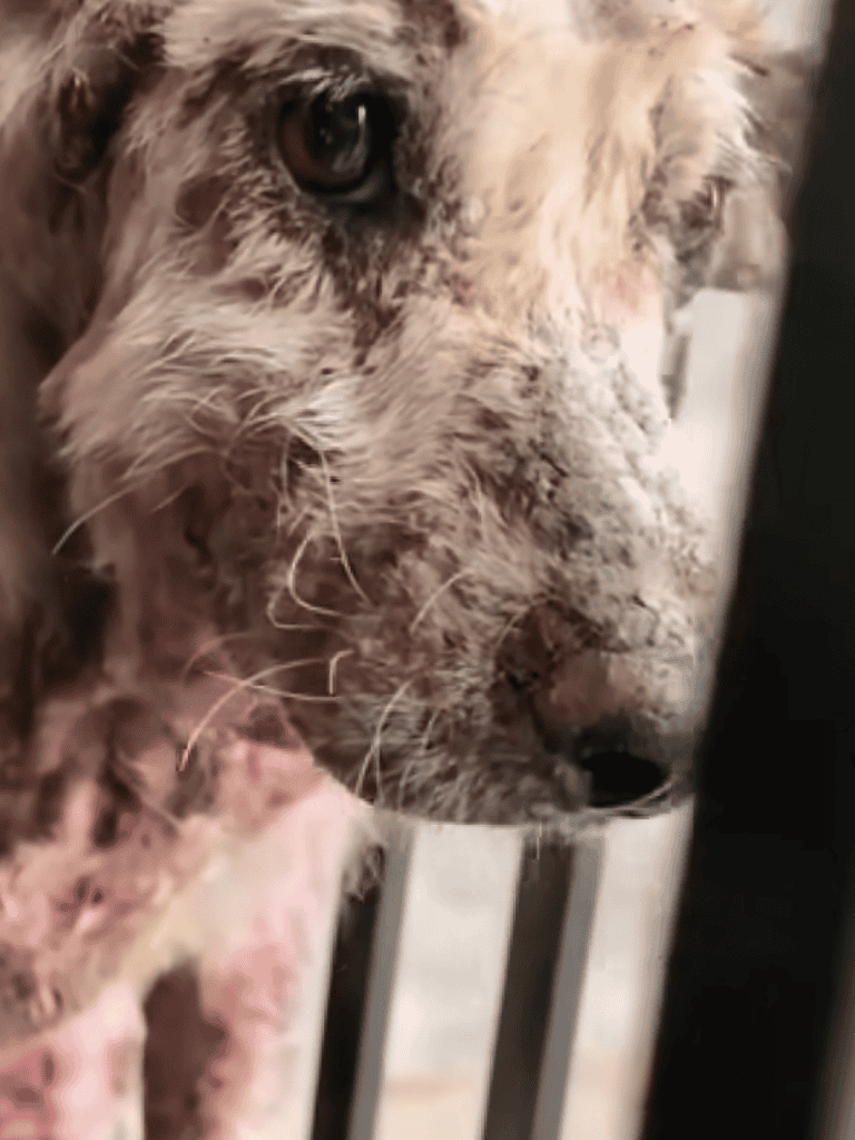 Close-up of a weathered, injured dog with expressive eyes, showing signs of rescue and recovery efforts.
