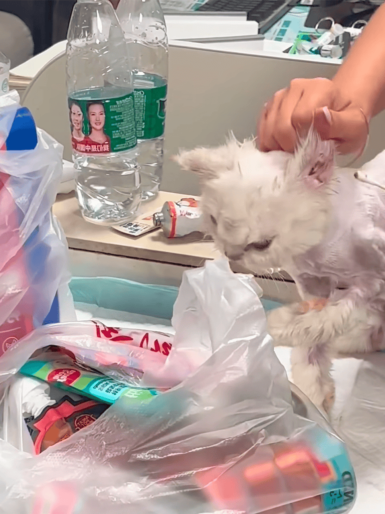 Clean white cat being examined at vet clinic.