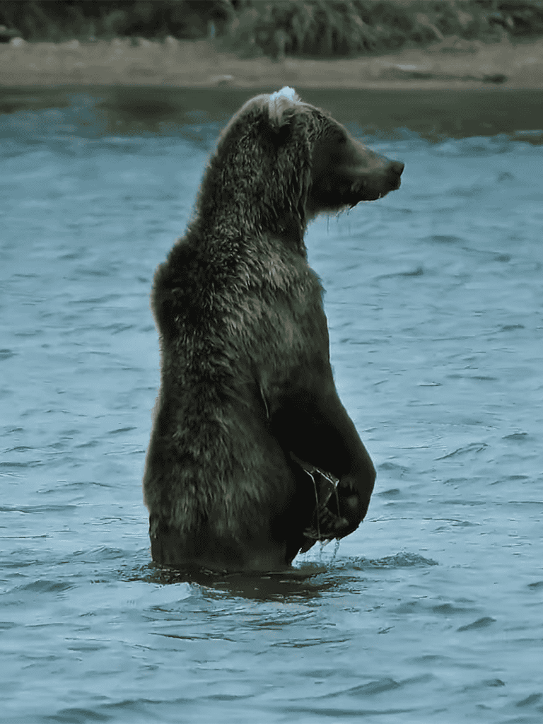 Cute brown bear standing in the river, enjoying aquatic scenery.