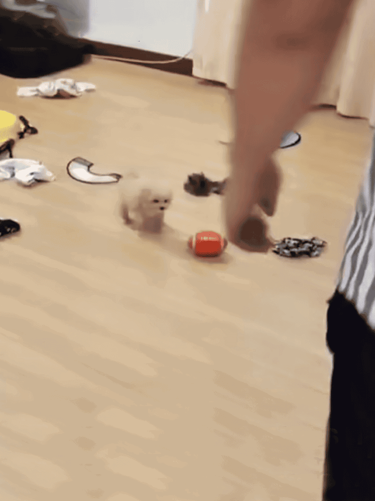 Cute puppy with toys and shoes scattered on floor in playful scene.