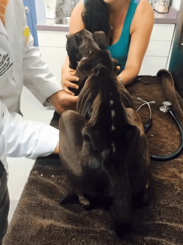 Cute puppies having a veterinary examination at a modern animal clinic.