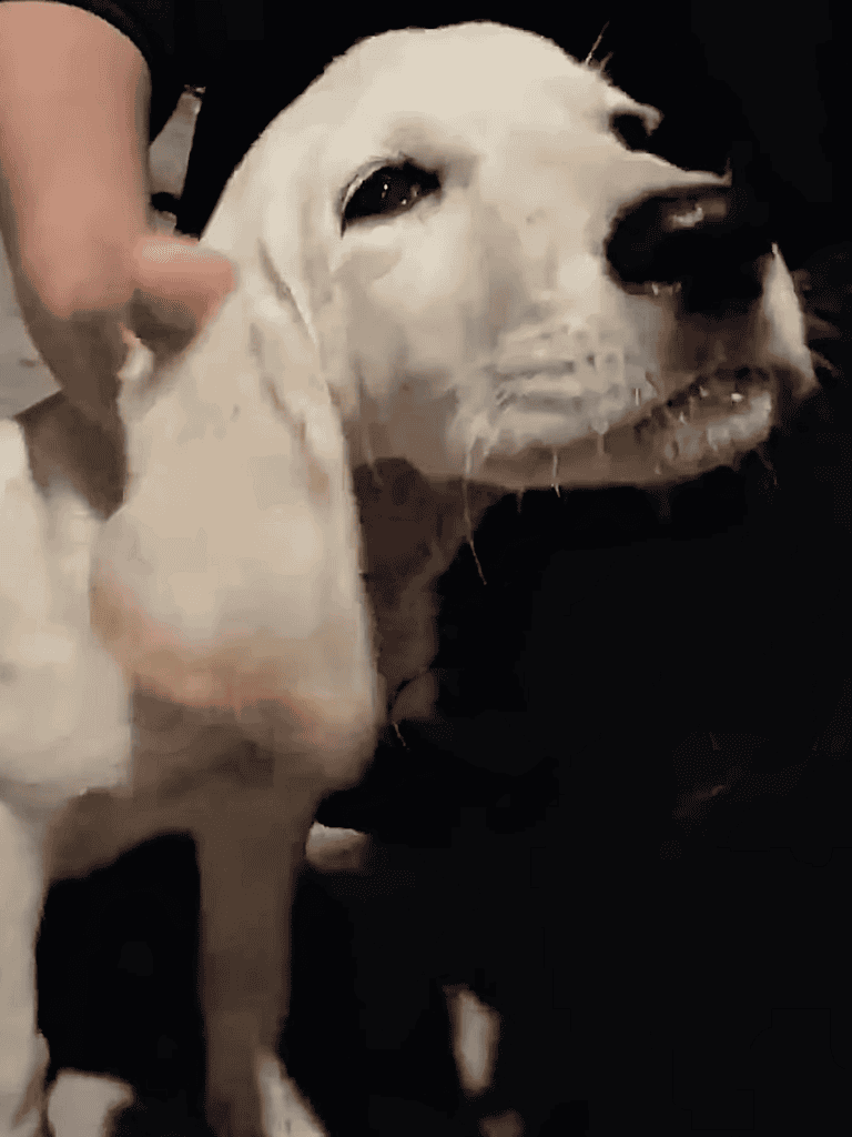 Dog petting and loving dog therapy at Dogfix.com.