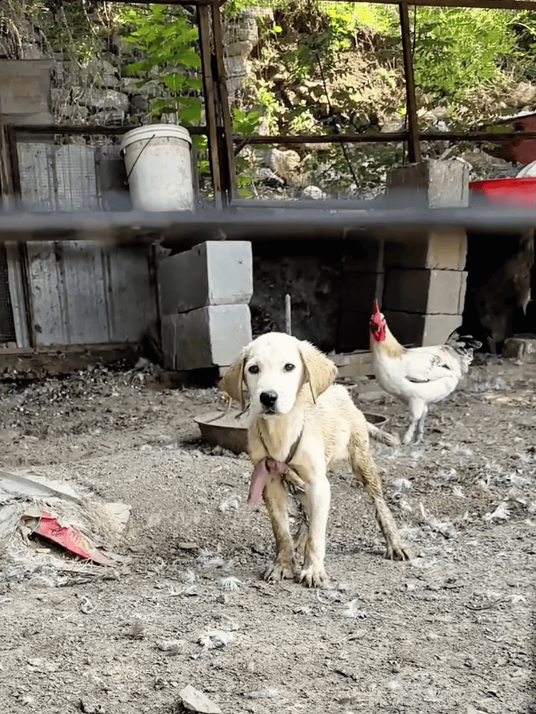 Dog rescue, farm dog, muddy puppy, rural pet environment, urban farm shelter.