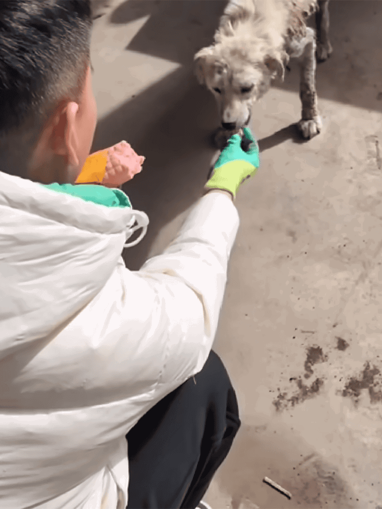 Dog rescue training with handler and dog in action.