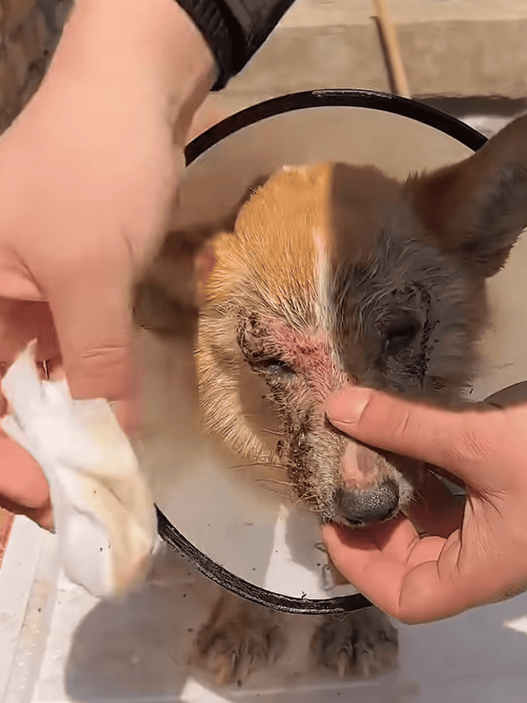 Emergency vet care for injured dog.