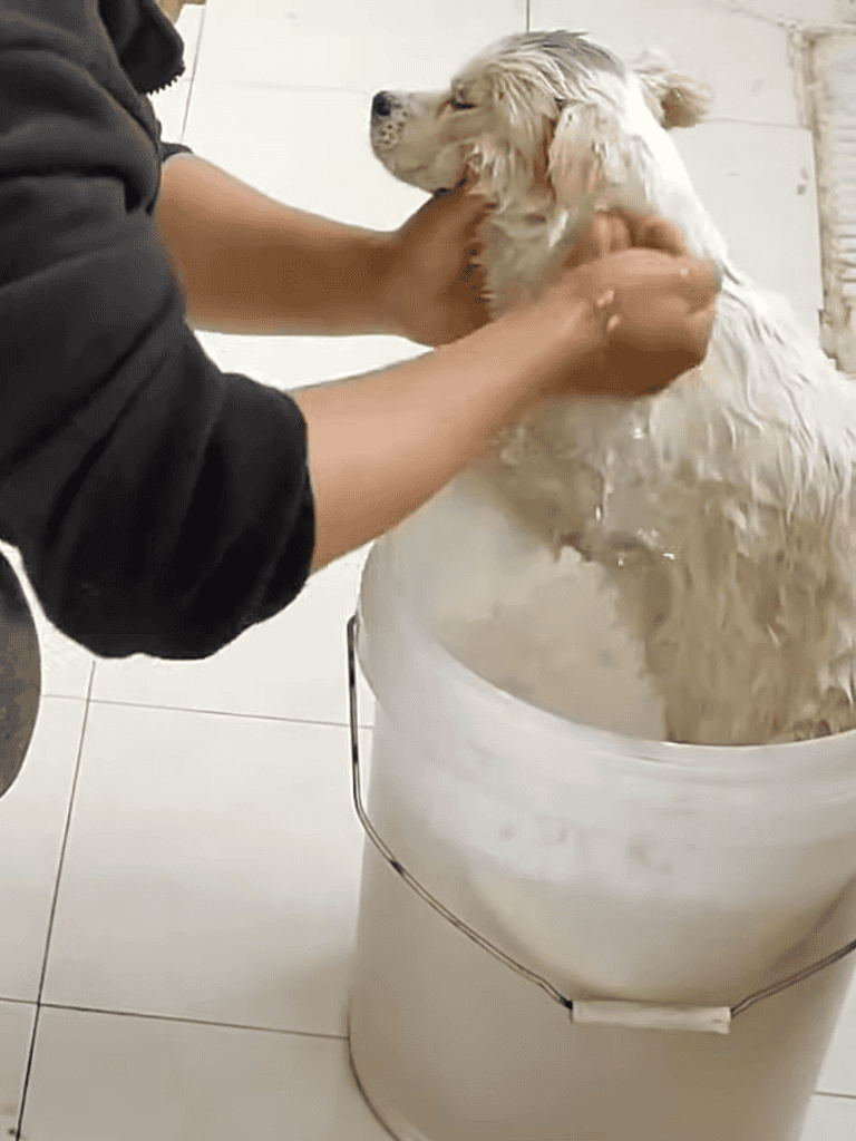 Dog being bathed in a professional grooming session, ensuring cleanliness and comfort for your furry friend.