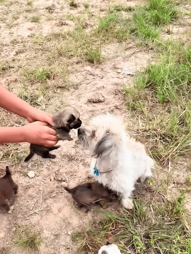 Adorable puppies playing outdoors in grassy terrain, showcasing a puppy socialization scene with a dog and human interaction.