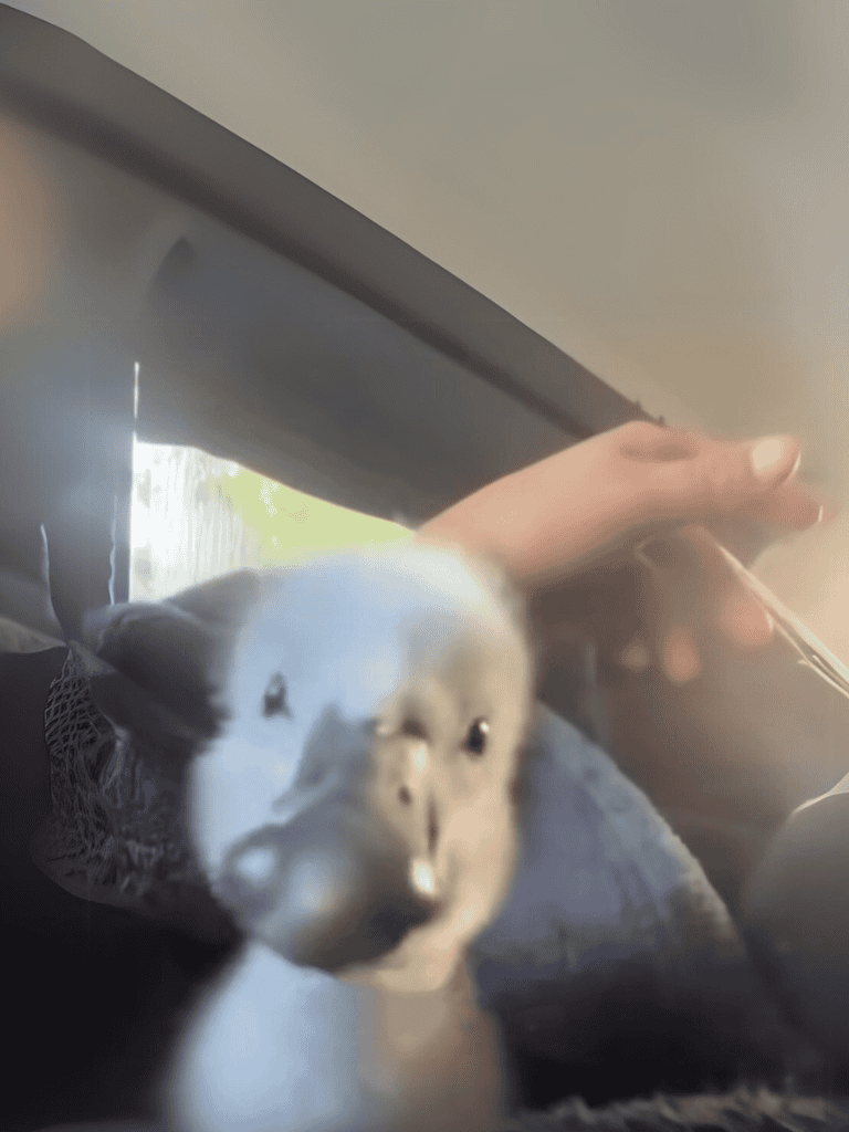 Adorable baby bird close-up featuring soft feathers and curious eyes, highlighting effective pet care solutions.