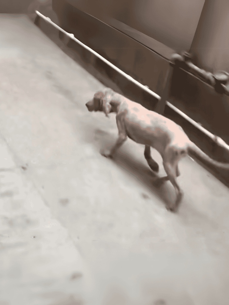 Rescued dog walking near kitchen cabinets, showcasing pet care and animal rescue focus.