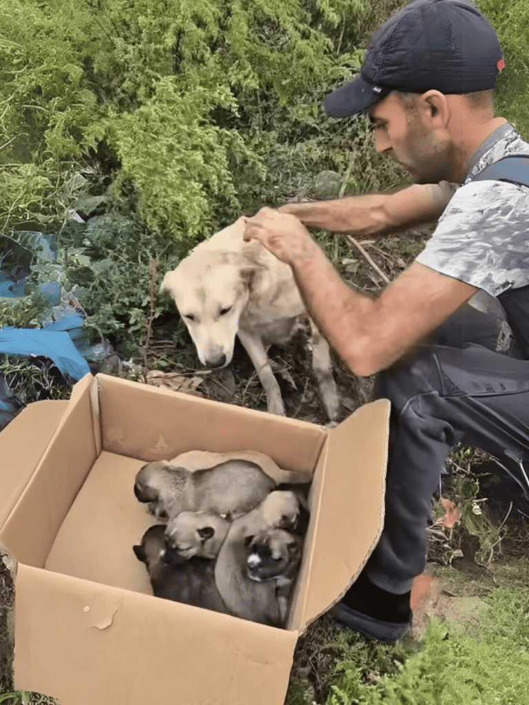 Adoptable puppies in a cardboard box with a caring man outdoors.
