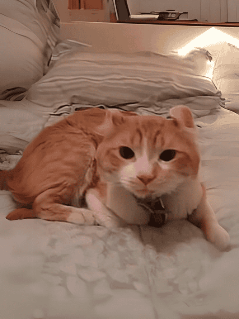 A cute cat lounging on a soft bed with pillows, perfect for pet comfort and relaxation.