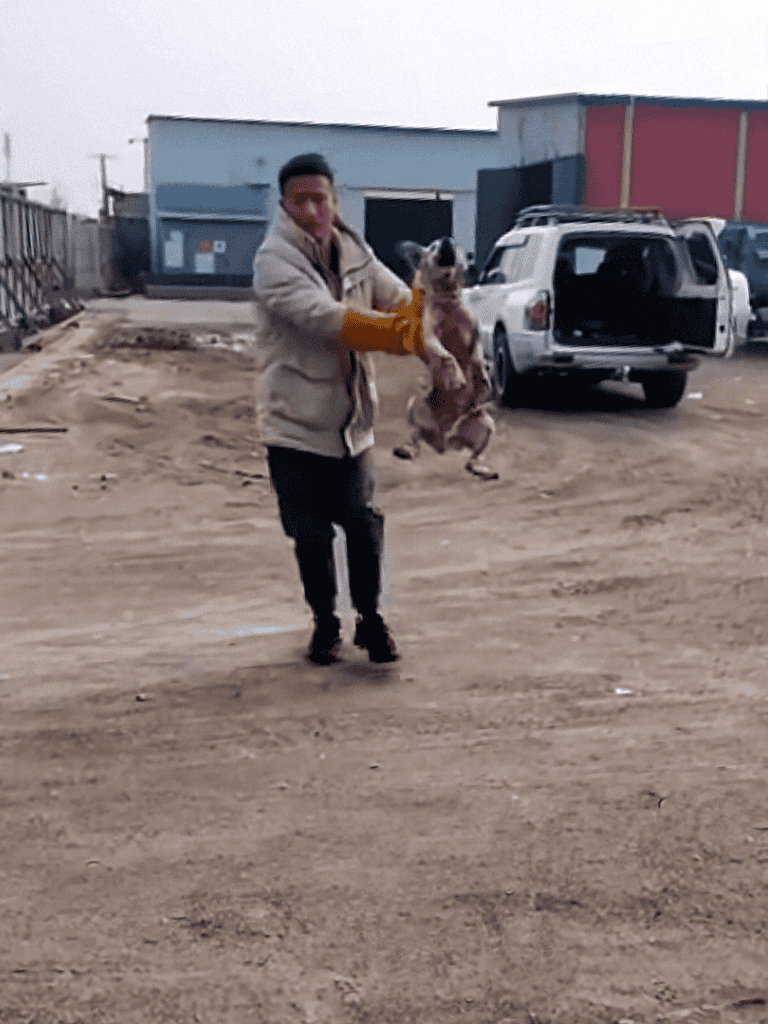 Rescue dog being saved on a dirt lot.