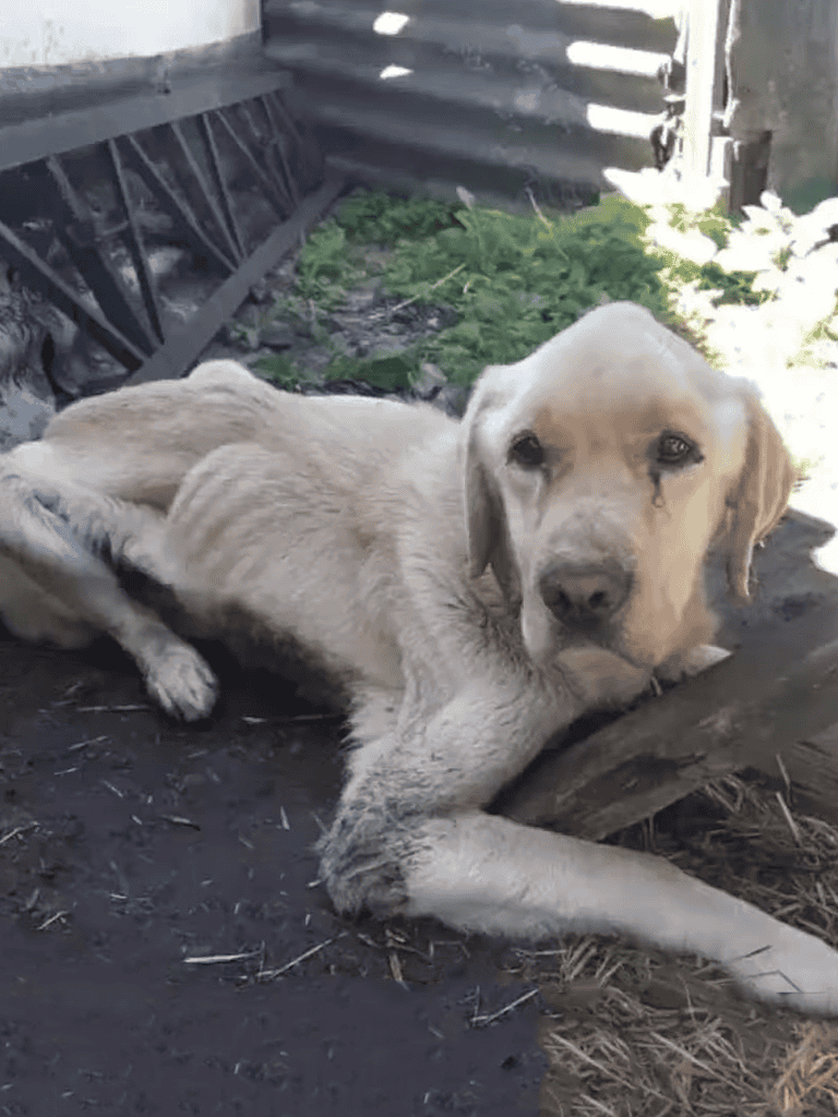 Adorable Labrador lying on ground outdoors, resting under shade, showing gentle expression.
