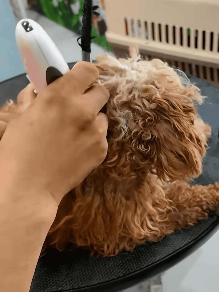 Dog receiving grooming treatment with electric clippers.