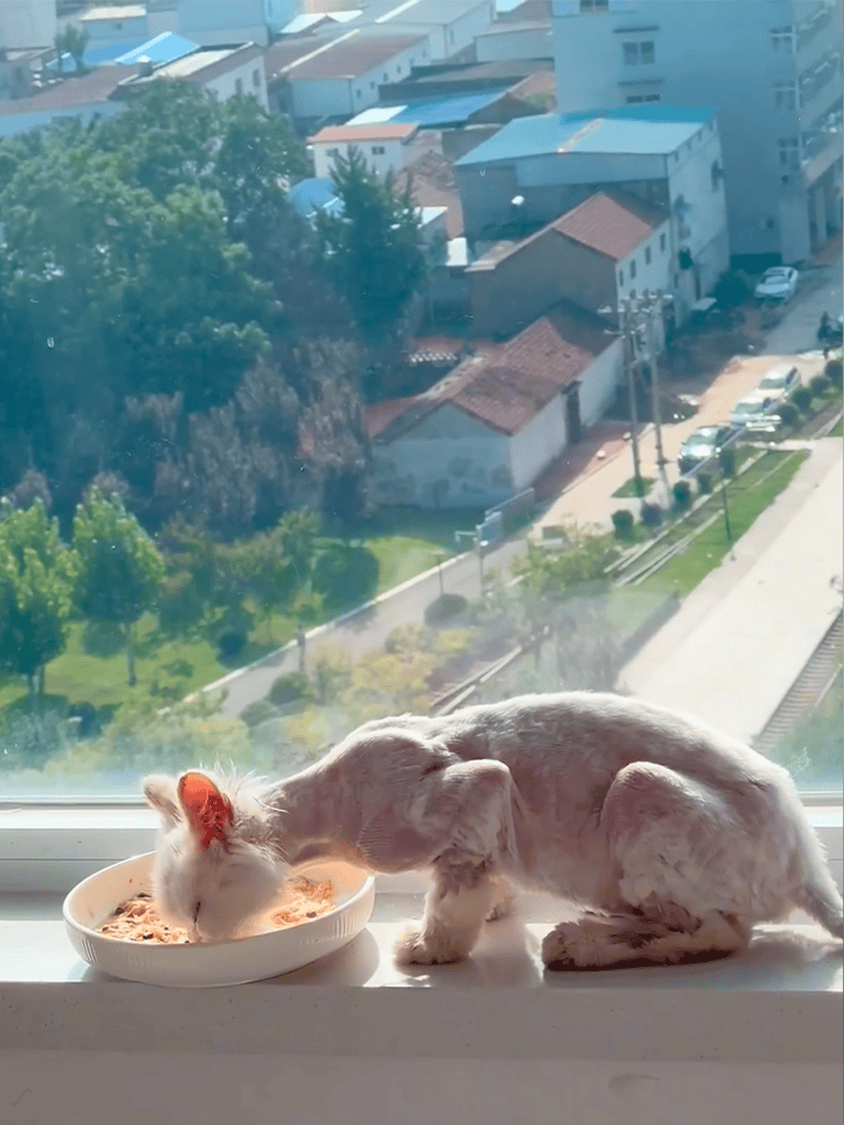 Cute kitten and puppy cuddling on windowsill with city view.