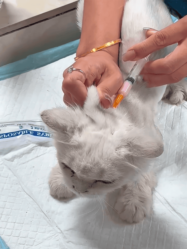Cat receiving vaccination from vet.
