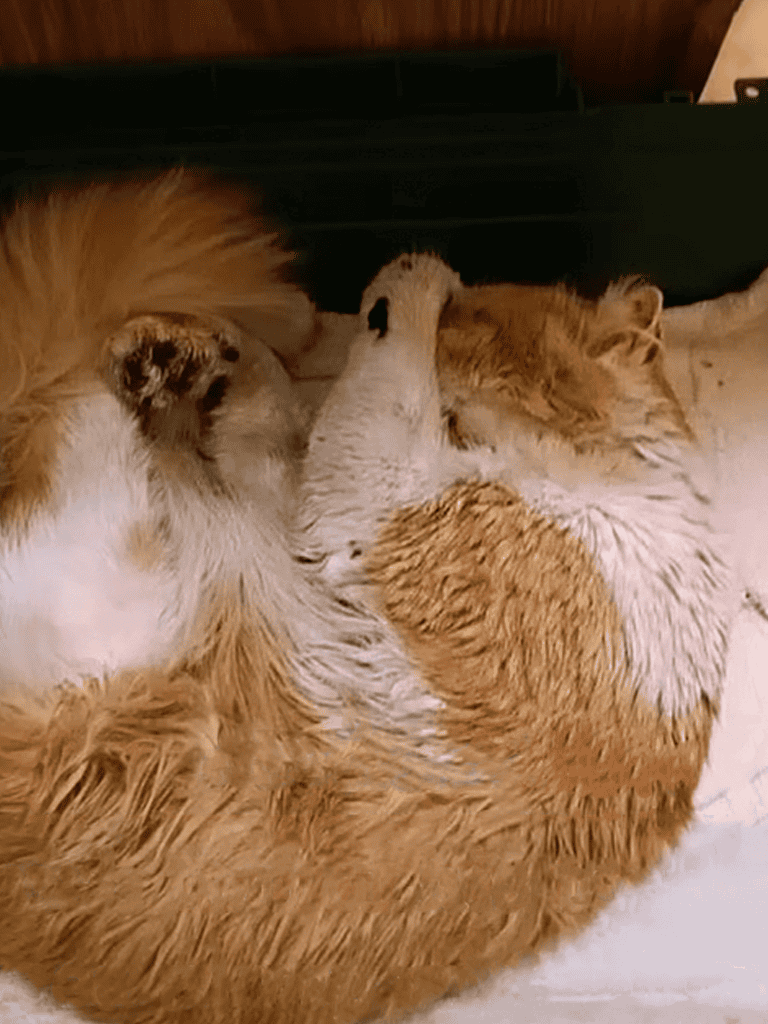 Adorable sleeping cat and puppy snuggling together in a peaceful moment.
