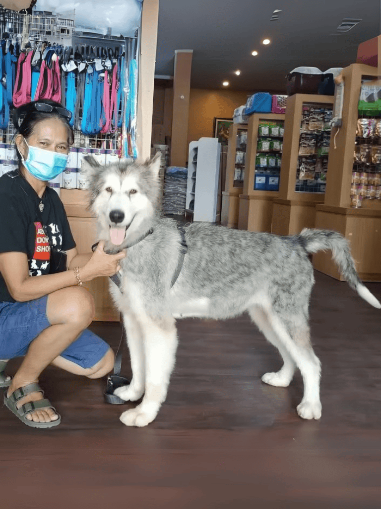 Husky dog at Dogfix pet shop being loved by owner.