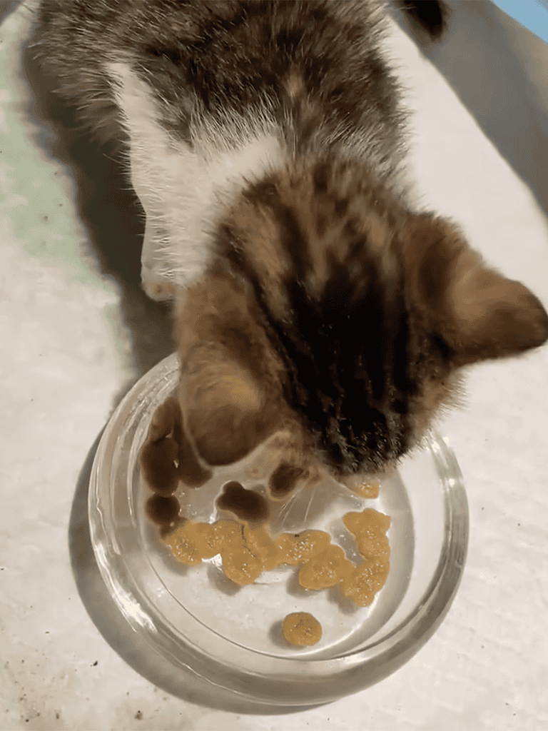 Cute kitten eating pet food from glass dish.